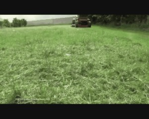 Cut the lawn 5